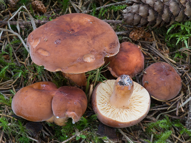 Lactarius volemus